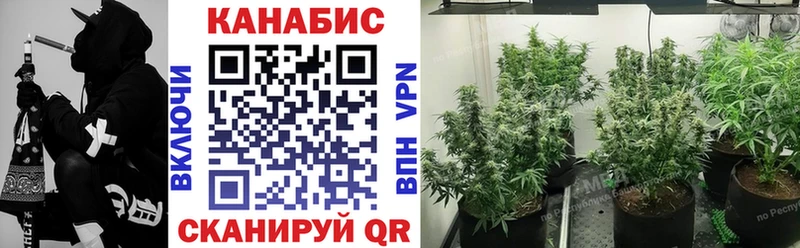 Канабис сатива  Богданович 